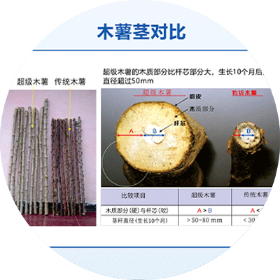 2024新澳门原料网大全